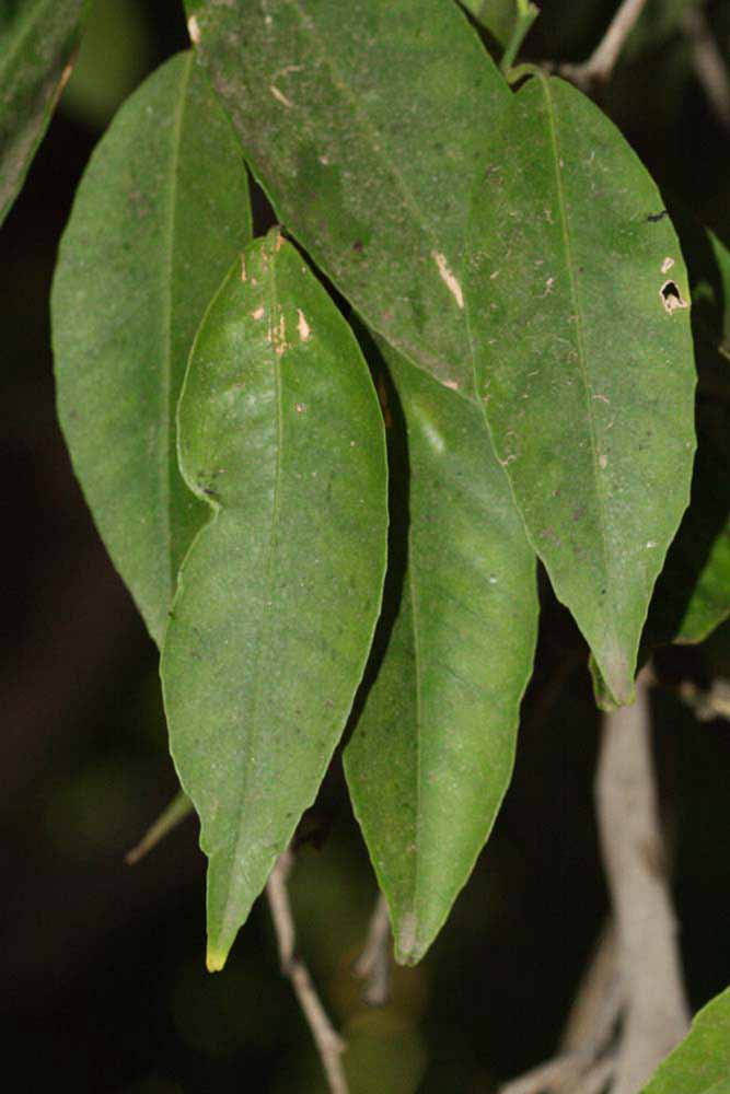              Shade leaves (Riverside, CA)       
